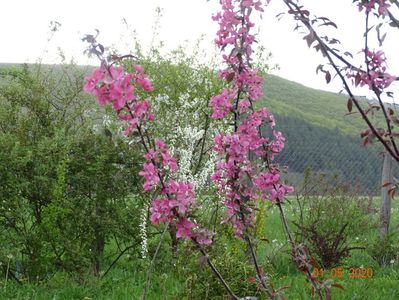 malus floribunda