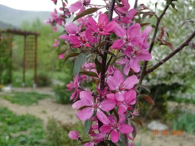 malus floribunda