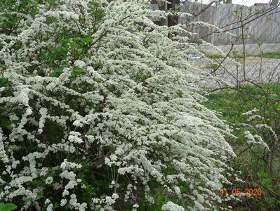 spiraea Grefsheim