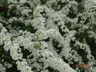 spiraea Grefsheim