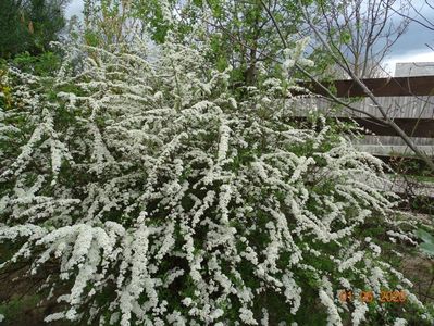 spiraea Grefsheim