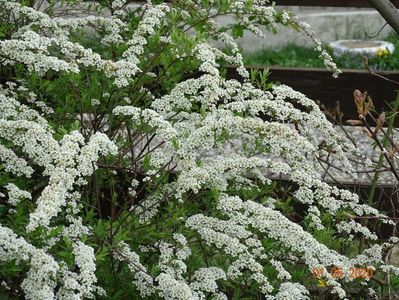 spiraea Grefsheim