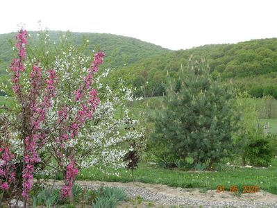 malus floribunda