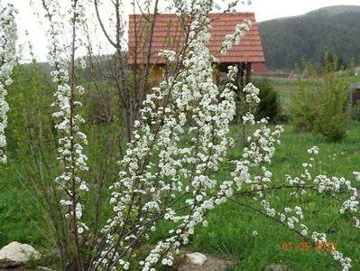 spiraea prunifolia Plena