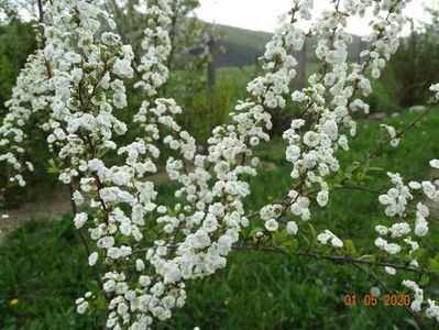 spiraea prunifolia Plena