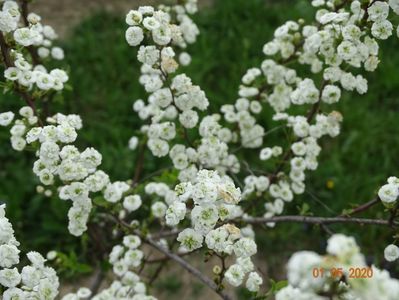 spiraea prunifolia Plena