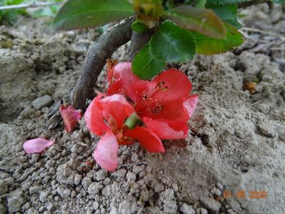 chaenomeles Pink Trail