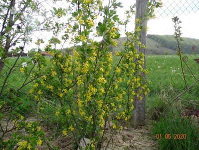 ribes aureum