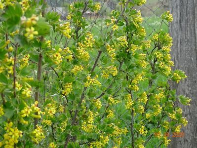 ribes aureum