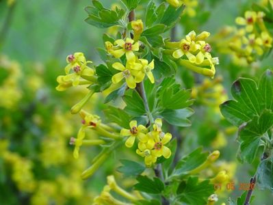 ribes aureum