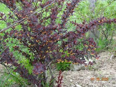 berberis Golden Ring