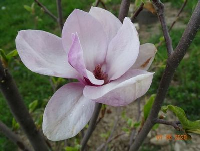 magnolia Rustica Rubra