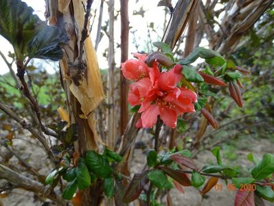 chaenomeles Flocon Rose