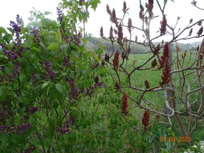 rhus typhina