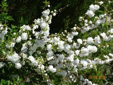 prunus gland. Alba Plena