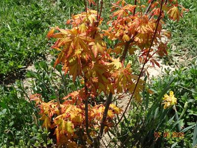 acer palm. Sango-kaku