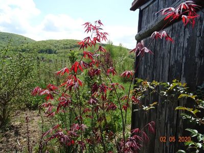 acer palm. Atropurpureum