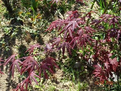 acer palm. Atropurpureum