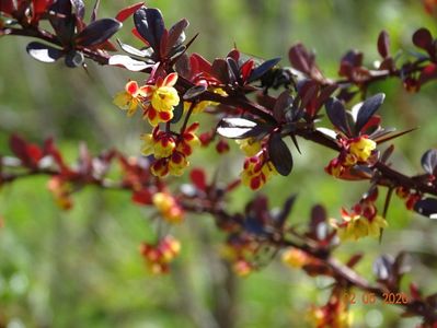 berberis Carmen