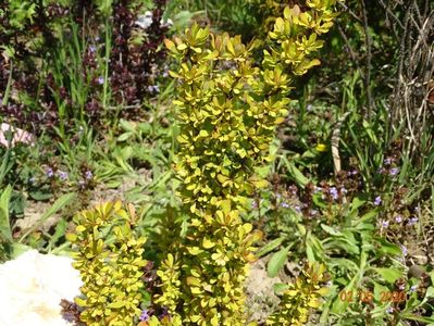 berberis Golden Rocket