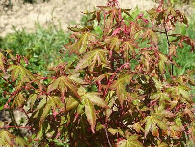 acer palm. Asahu Zuru