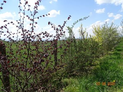 corylus maxima Purpurea