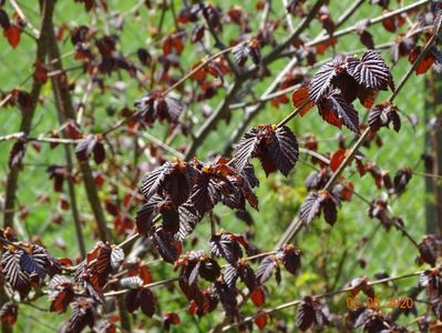 corylus maxima Purpurea