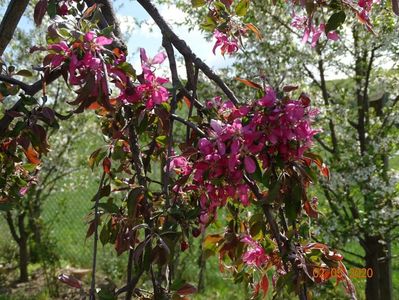 malus Cheal's Weeping