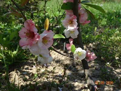 chaenomeles Toyo Nishiki