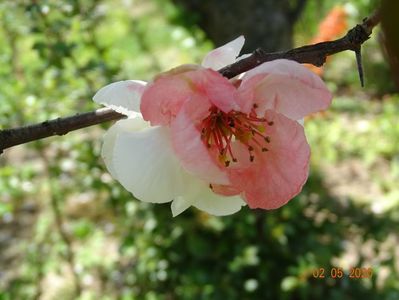 chaenomeles Toyo Nishiki