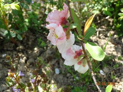 chaenomeles Toyo Nishiki