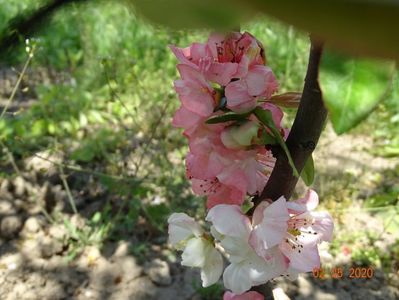 chaenomeles Toyo Nishiki