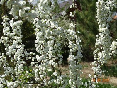 spiraea prunifolia Plena