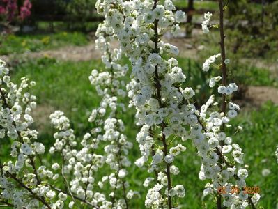 spiraea prunifolia Plena