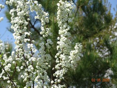 spiraea prunifolia Plena