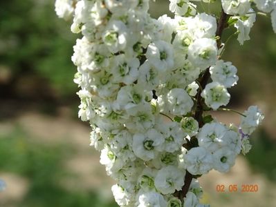 spiraea prunifolia Plena