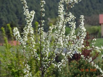 spiraea prunifolia Plena