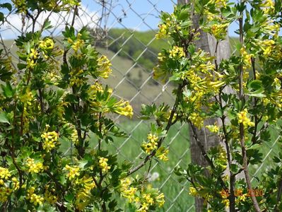 ribes aureum