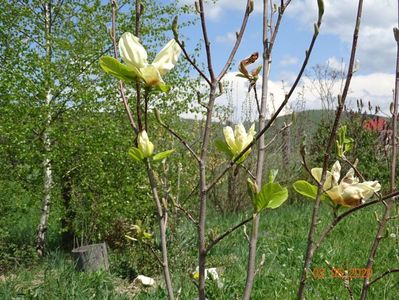 magnolia Yellow Lantern