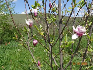 magnolia Rustica Rubra