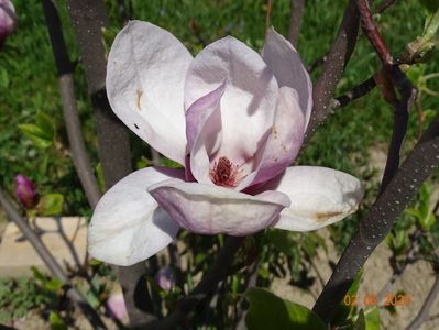 magnolia Rustica Rubra