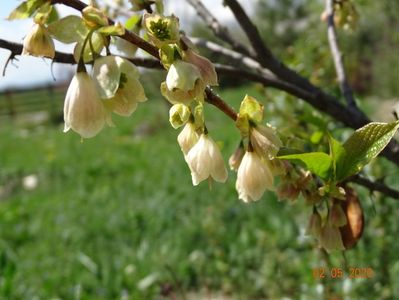 halesia carolina