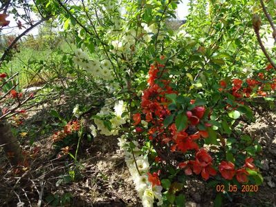 chaenomeles Clementine