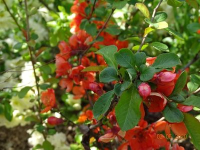 chaenomeles Clementine