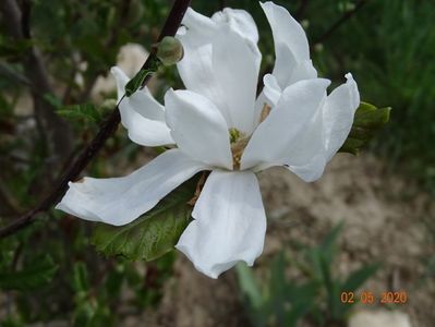 magnolia soulangeana Speciosa