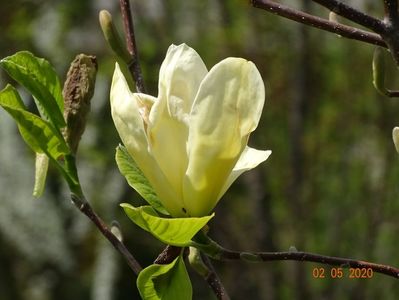 magnolia Yellow Lantern