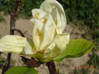 magnolia Yellow Lantern