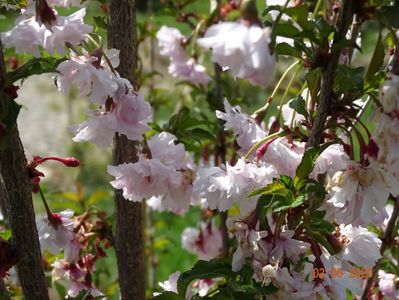 prunus incisa Mikinori