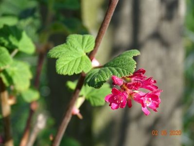 ribes sanguineum