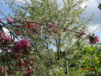 malus Cheal's Weeping